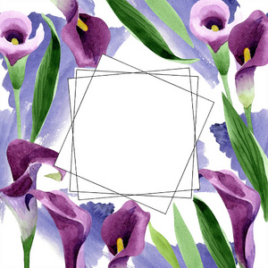 水彩紫卡拉斯花。花卉植物花。框边框装饰广场