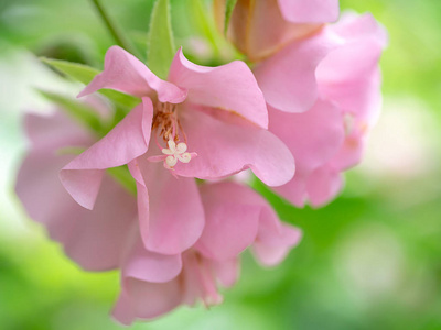 用叶子把粉红色的 Dombeya 花收起来