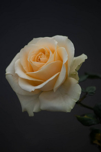 黄玫瑰。小玫瑰花在我的花园里, 色彩更加鲜艳, 非常美丽。保加利亚玫瑰保加利亚