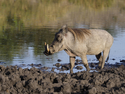 野猪, Phacochoerus aethiopicus, 单哺乳动物由水, 乌干达, 2018年8月