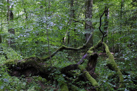 党减少了老橡木 reww 分支和 natureal 落叶森林在夏天, Bialowieza 森林, 波兰, 欧洲