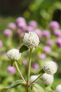 世界各地苋菜或 gomphrena 棕囊藻花在花园里