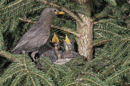 黑鸟女性栖息在巢与雏鸟