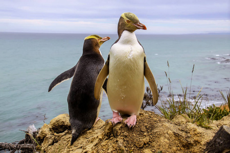 企鹅情侣在婚礼求爱在一个悬崖上的奥塔哥半岛