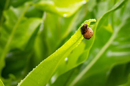 蜗牛在雨后在绿叶上移动