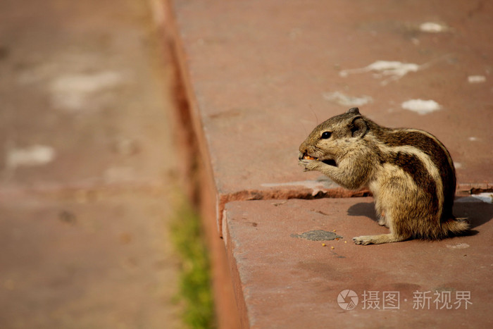 印度松鼠吃橡子没尾巴
