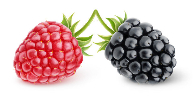 树莓和黑莓
