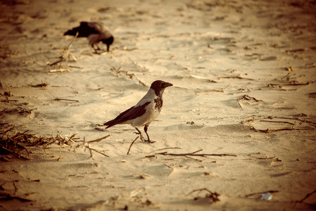 走在沙滩上的沙子复古复古的乌鸦