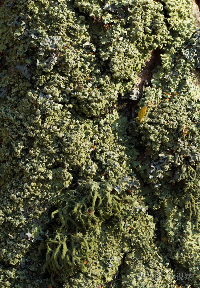 树皮上的苔藓地衣