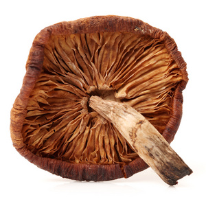 棕褐色蘑菇图片