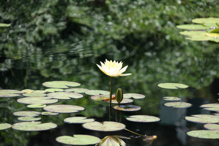 五颜六色的睡莲在池塘里绽放