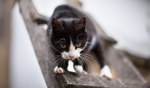 与白色的爪子 2 只黑猫