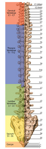 教诲板 解剖人体骨系统 骨骼 脊柱 骨性脊柱 columna 椎 脊柱 椎体骨 躯干壁 解剖身体 后视图