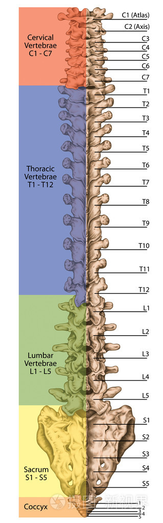 解剖人体骨系统 骨骼 脊柱 骨性脊柱 columna 椎 脊柱 椎体骨