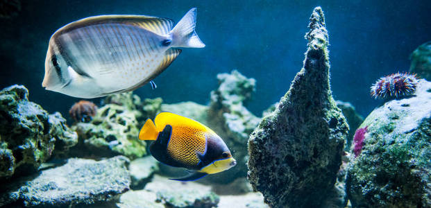 pomacanthus navarchus, 雄伟的神仙, 鱼在海里游泳, 在珊瑚的背景下