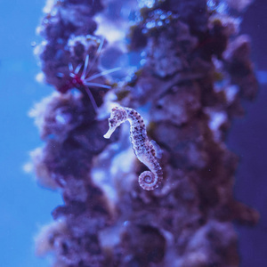 海马在海洋中游泳, 在珊瑚的背景下