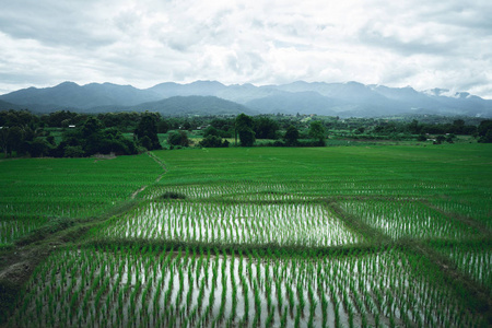 雨季的稻田