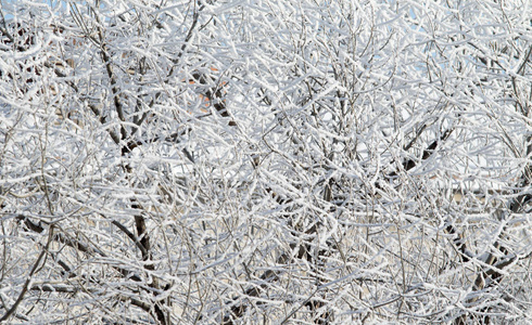 雪中的树木, 冬日的风景