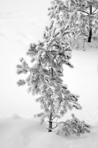 雪中的树木, 冬日的风景