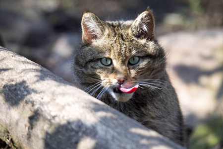 纵向欧洲野猫, 河猫松针, 用舌头