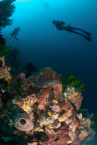 潜水员，海绵，黑太阳珊瑚在安汶，印度尼西亚马鲁古群岛的水下照片