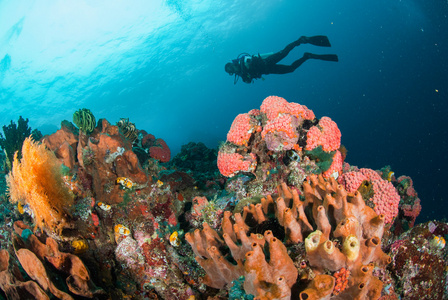 潜水员 珊瑚礁 海绵 海扇在安汶，印度尼西亚马鲁古群岛的水下照片