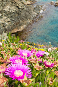 Carpobrotus 是一种地面爬行植物的属, 肉质的叶子和大菊花状的花朵