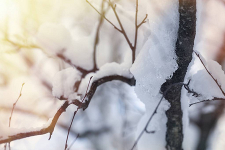 雪特写镜头在雪森林