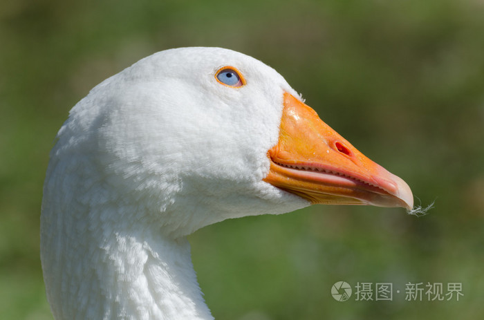 鹅和蓝色的眼睛