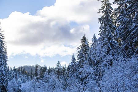 冬季森林覆盖在新鲜的雪