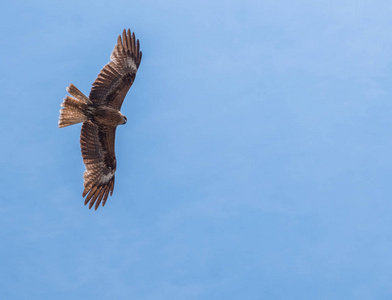 日本黑耳风筝 Milvus lineatus 猛禽鸟在蓝天上翱翔