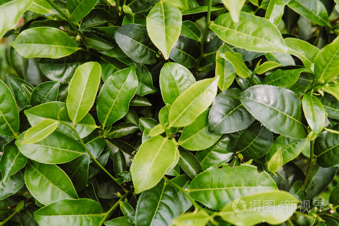 绿茶在茶叶种植园的叶子早晨关闭绿色背景