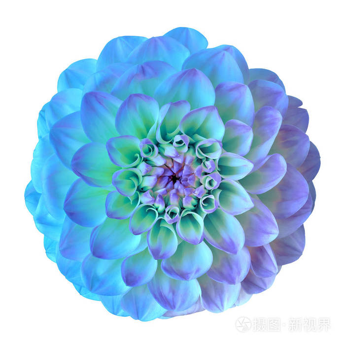 白色背景的花蓝青色紫丁香大丽花.特写.设计元素