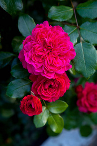 花园里有一朵鲜红的玫瑰花。美丽的红玫瑰灌木在花床上生长在阳光明媚的夏日
