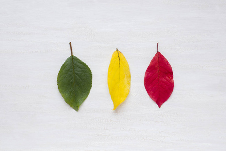 叶子是绿色的, 黄色的和红色的。抽象, 秋天的概念
