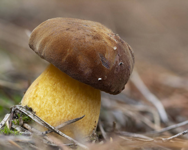 白色蘑菇生长在森林, 照片使用焦点堆栈, 非常高的质量特写