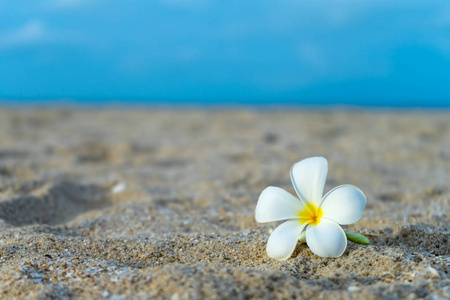 关闭在海滩上的黄色和白色的花鸡蛋与模糊背景