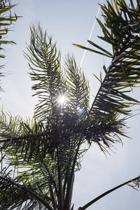 蓝天下的阳光真棕榈树