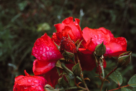 玫瑰鲜花, 鲜花鲜艳的背景。雨滴