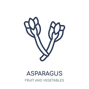 芦笋图标。芦笋线性符号设计从水果和蔬菜收藏。简单的大纲元素向量例证在白色背景
