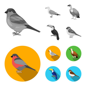 海鸥, 巨嘴鸟和其他物种。鸟类在单色平面式矢量符号股票插图网中设置集合图标