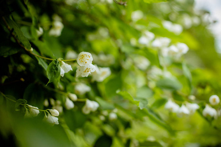 美丽盛开的茉莉花枝, 在阳光明媚的日子里, 在日光下白花。嫩白色花瓣和黄雄蕊的茉莉花花近了。茉莉花之美