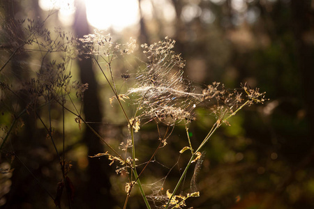 日落时森林中草地上的蜘蛛网