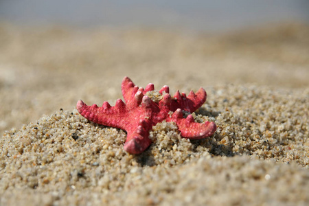 沙滩上的海星。海星在海边。沙滩上的海星
