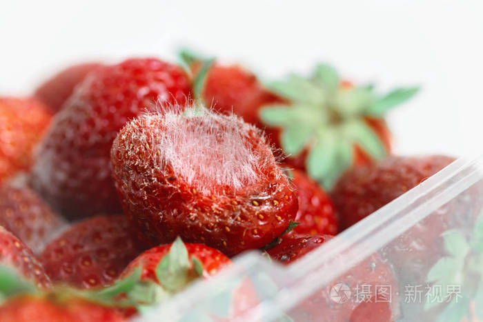 在塑料盒容器中放置白色大模具的腐烂草莓特写镜头图像