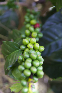 绿色咖啡豆在分支, 哥伦比亚咖啡种植园
