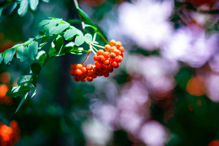 秋季绿叶背景红色 ashberry, 电话或笔记本电脑壁纸背景