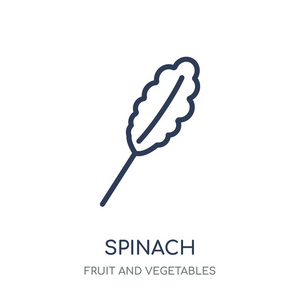 菠菜图标。菠菜线性符号设计从水果和蔬菜收集。简单的大纲元素向量例证在白色背景