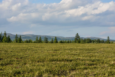 山麓苔原。俄罗斯极地乌拉尔自然公园