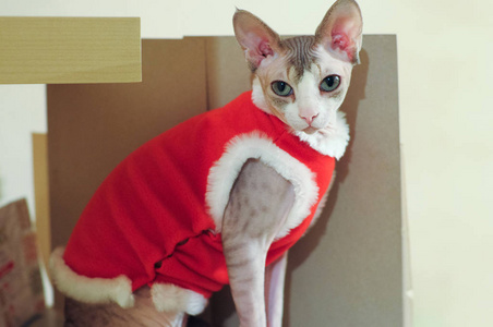 圣诞猫在圣诞老人的服装, 红色的衣服。新年猫